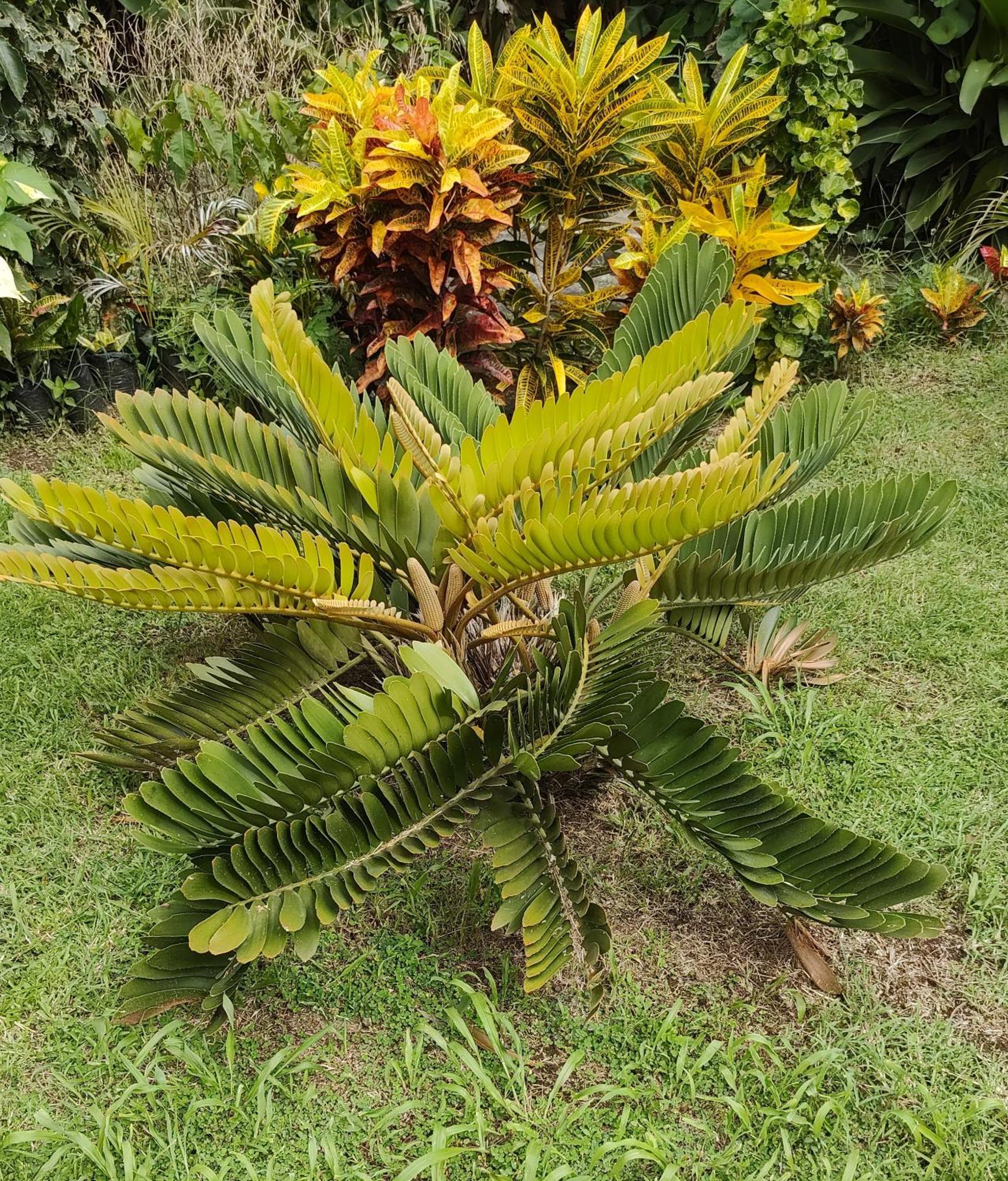 Bencastle Villa Gros Islet Exterior photo